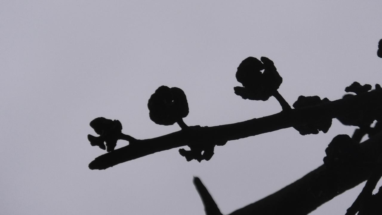 Featured image for “Sonrası: Görüntünün Özü ve İstifçiliğe Dair Video Diyalog / Afterwards: A Video Dialogue On The Essence Of Image And Hoarding”
